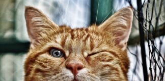 Jaka folią do oczka wodnego czarna czy niebieska?