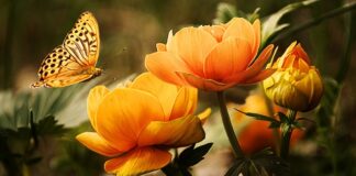 Czy woda z płynem do mycia naczyń nadaje się do podlewania roślin?