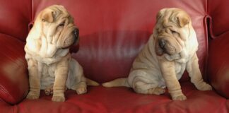 Ile kosztuje montaż folii przeciwsłonecznej?