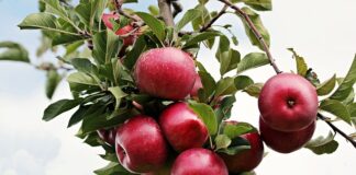 Kiedy pryskać jabłoń na robaki?