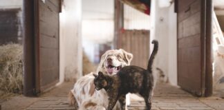 Czy wanna na nóżkach jest stabilna?