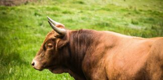 Jak dobrać wielkość obrazu do ściany?