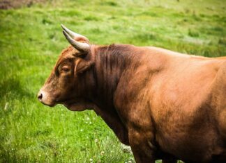Jak dobrać wielkość obrazu do ściany? Jak dobrać wielkość obrazu do ściany?