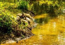 Jak uchronić auto przed nagrzaniem? Jak uchronić auto przed nagrzaniem?