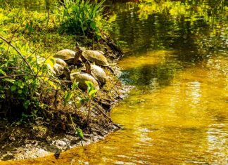 Jak uchronić auto przed nagrzaniem?