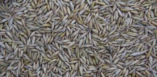 Kto produkuje Mazdę?