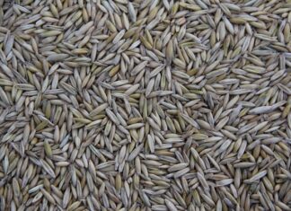 Kto produkuje Mazdę?