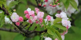 Jaka jest żywotność karty graficznej?