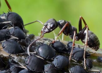 W jakiej temperaturze giną mszyce? W jakiej temperaturze giną mszyce?