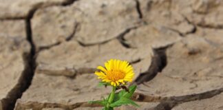 Jak długo suszy się pranie w suszarce?