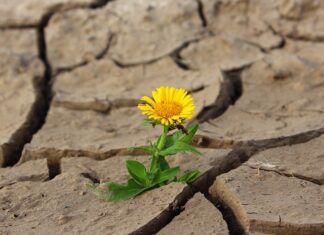 Jak długo suszy się pranie w suszarce? Jak długo suszy się pranie w suszarce?