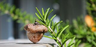 Co to są buty glany?