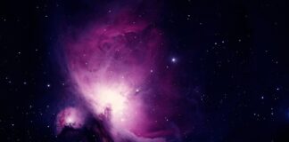 Co to znaczy czarny tulipan?