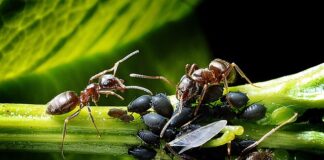 Kiedy atakują mszyce?