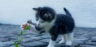 Czym usunąć kamień z plastiku?