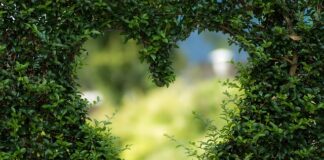 Jakie rośliny można pryskać miedzianem?