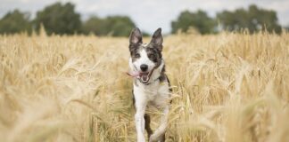 Po jakim czasie działa oprysk na mszyce?