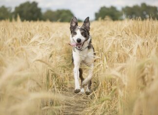 Po jakim czasie działa oprysk na mszyce? Po jakim czasie działa oprysk na mszyce?