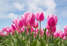 W jakiej cenie są tulipany?