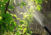 Ile dni po oprysku można jeść owoce? Ile dni po oprysku można jeść owoce?