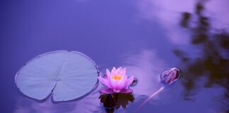 Jak wyłożyć staw folią?