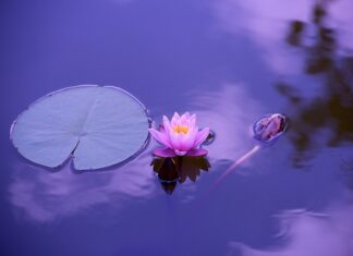 Jak wyłożyć staw folią?