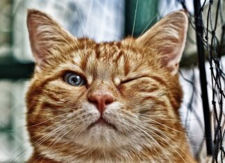 Jaka folią do małego oczka wodnego? Jaka folią do małego oczka wodnego?