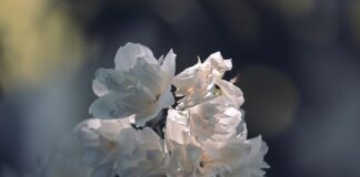 Co na białe ściany?