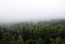 Jak zasłonić okna w samochodzie? Jak zasłonić okna w samochodzie?