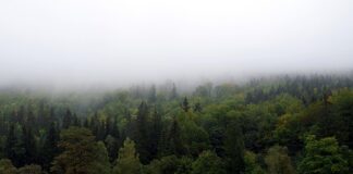 Jak zasłonić okna w samochodzie?