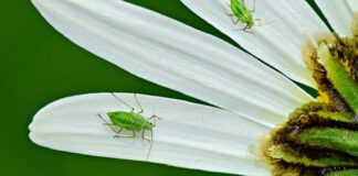 Jak skutecznie walczyć z mszyca i mrówki na drzewach owocowych?