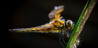 Ile lat na Ścigacza?