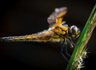 Ile lat na Ścigacza?