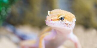 Jak zapobiec robakom w owocach?