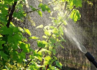 Jak zrobić oprysk z octu?