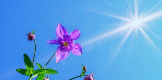 Czy można chodzić z bronią palną po ulicy?