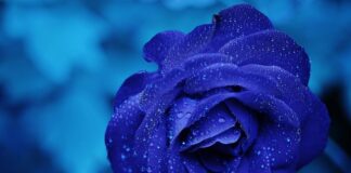 Co to jest rosa na szybie?