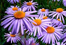 Ile pali Astra 1.4 Turbo?