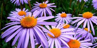 Ile pali Astra 1.4 Turbo?