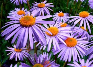 Ile pali Astra 1.4 Turbo?