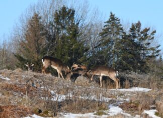 Czy 100 decybeli to dużo?