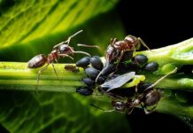 Jak zwalczyć mszyce bez chemii? Jak zwalczyć mszyce bez chemii?