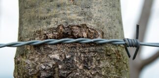 Jak naostrzyć elektryczne nożyce do trawy?